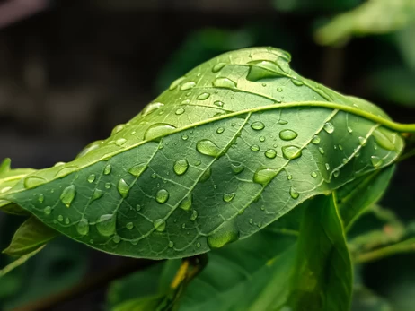 Украину накроют 6 апреля дожди, в некоторых областях возможны заморозки