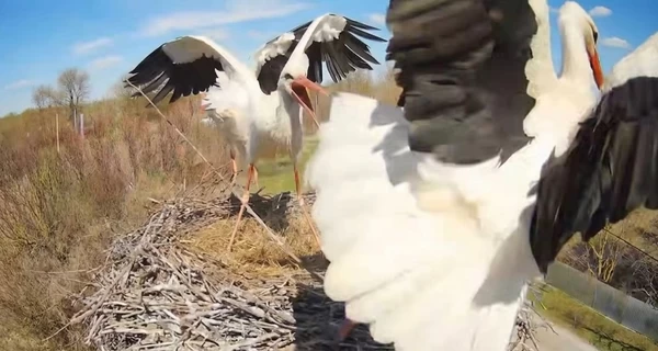 На Полтавщині до гнізда лелек повернулася власниця Одарка та побилася з новою мешканкою
