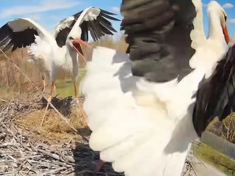 На Полтавщині до гнізда лелек повернулася власниця Одарка та побилася з новою мешканкою