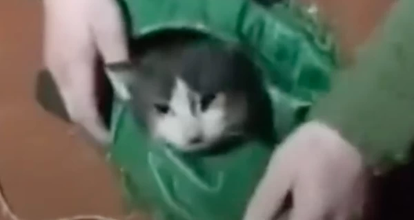 Кіт і собака пролетіли 12 км на дроні - військові врятували їх з передової