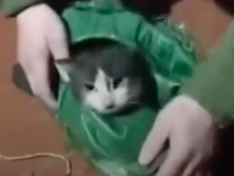 Кот и собака пролетели 12 км на дроне - военные эвакуировали их с передовой