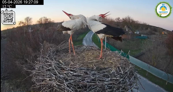 Утворилася нова пара - лелеччиха Одарка залишилася в гнізді з новим 