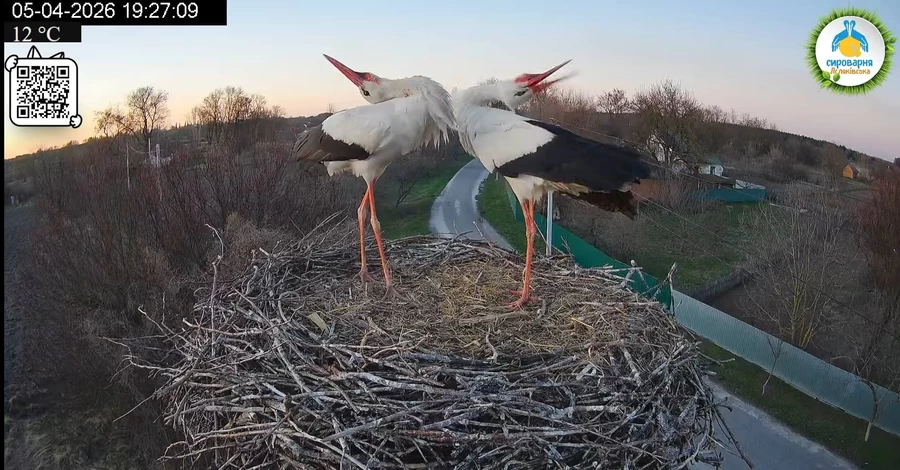 Утворилася нова пара - лелеччиха Одарка залишилася в гнізді з новим 