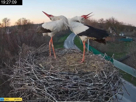 Утворилася нова пара - лелеччиха Одарка залишилася в гнізді з новим 