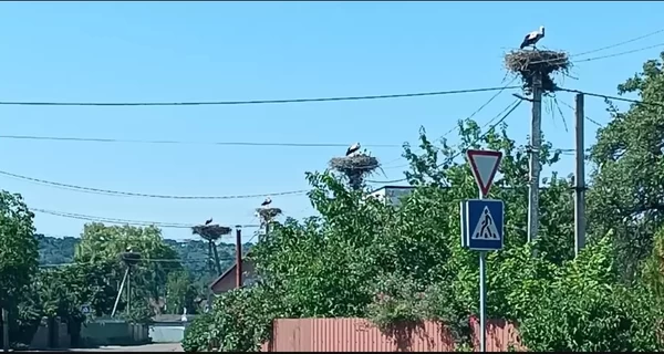 Мешканці «столиці лелек» під Києвом: Стовпів для гнізд на всіх не вистачає, от і б'ються