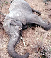 Умер слон в одесском зоопарке 