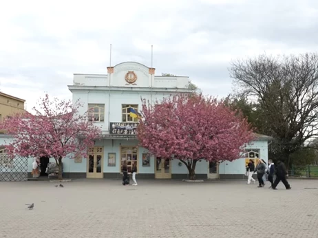 Ужгород розовеет: в городе началось массовое цветение сакур
