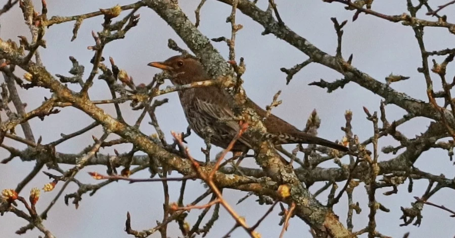 У Чорнобильському заповіднику вперше за 50 років зафіксували гірського дрозда