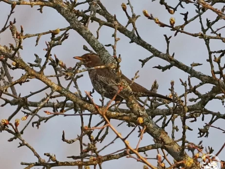 В Чернобыльском заповеднике впервые за 50 лет зафиксировали горного дрозда