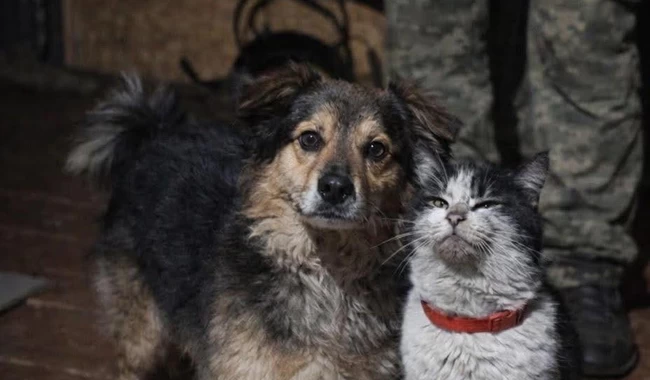 Військові евакуювали кота і собаку з позицій за допомогою дрона