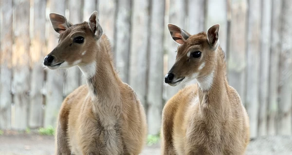 В Киевском зоопарке - пополнение в семье антилоп нильгау  