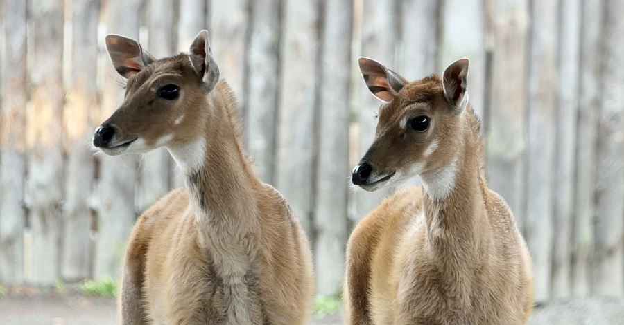 У Київському зоопарку поповнення в родині антилоп нільгау  