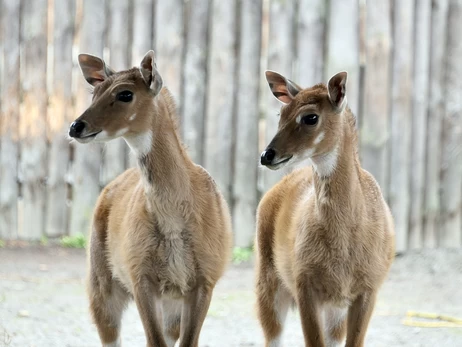 У Київському зоопарку поповнення в родині антилоп нільгау  
