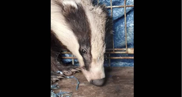 В Одесской области барсук во время обстрелов в панике забежал на частный двор