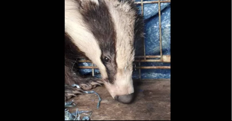 В Одесской области барсук во время обстрелов в панике забежал на частный двор