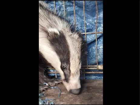 На Одещині борсук під час обстрілів у паніці забіг на приватне подвір’я