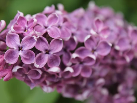 14 квітня - яке сьогодні церковне свято, що сьогодні не можна робити, традиції та прикмети цього дня