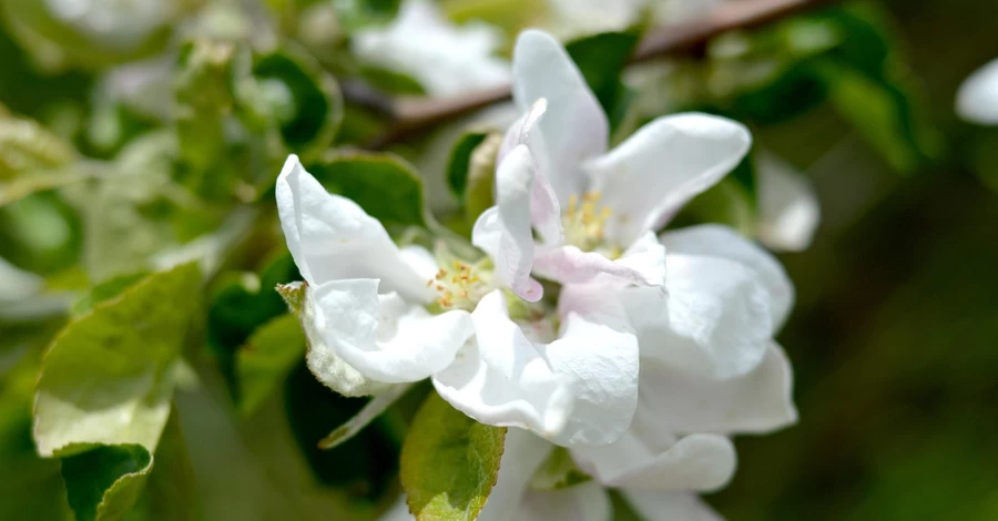 Погода в Україні 14 квітня - вночі прогнозують заморозки, але вдень на Закарпатті до +19 градусів