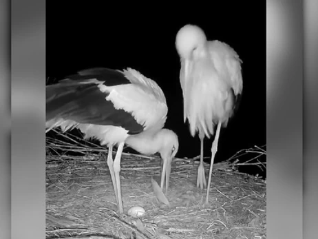 Аист Одарка снесла первое яйцо  