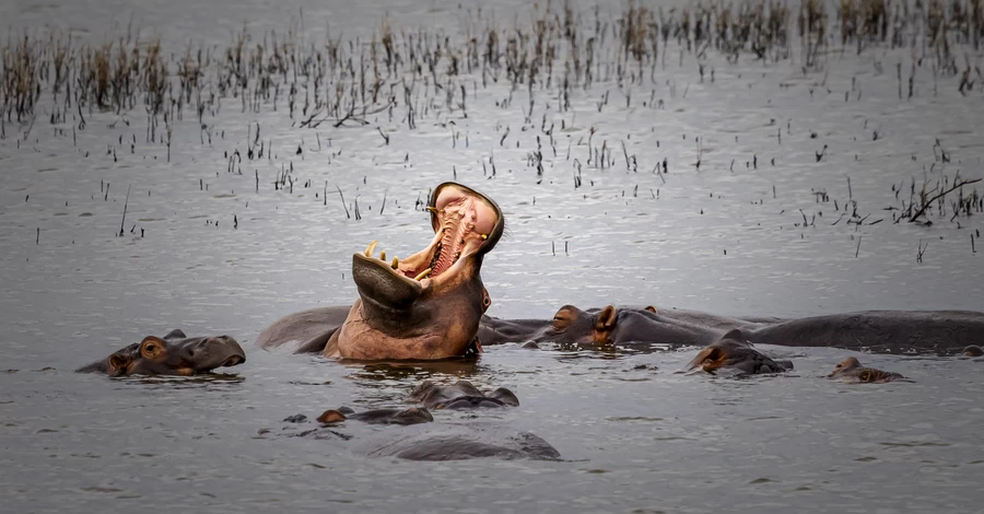 Колумбія офіційно дозволила відстріл «кокаїнових бегемотів» Ескобара