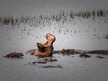 Колумбия официально разрешила отстрел «кокаиновых бегемотов» Эскобара