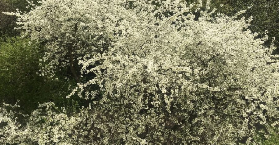 Погода в Украине 15 апреля: с запада идут атмосферные фронты, с востока - циклон