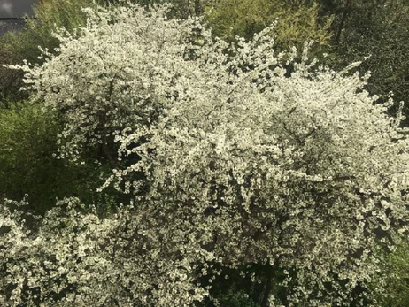 Погода в Украине 15 апреля: с запада идут атмосферные фронты, с востока - циклон