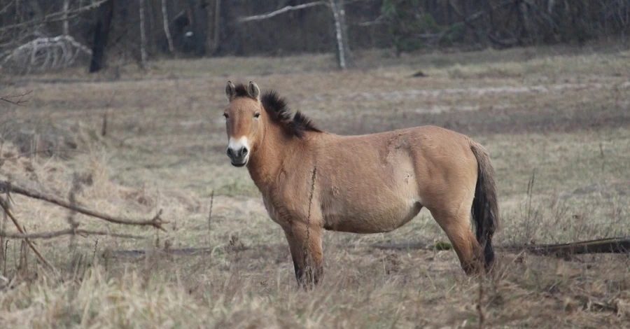 В Чернобыльском заповеднике большинство лошадей Пржевальского пережили сложную зиму