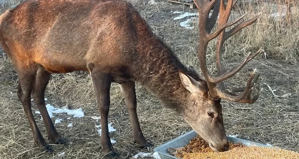 Куди подівся олень Борис? Лісники хочуть шукати його з допомогою дрона з тепловізором