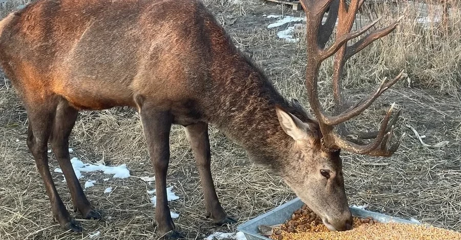 Куди подівся олень Борис? Лісники хочуть шукати його з допомогою дрона з тепловізором