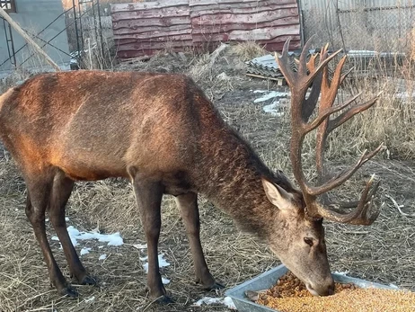 Куди подівся олень Борис? Лісники хочуть шукати його з допомогою дрона з тепловізором