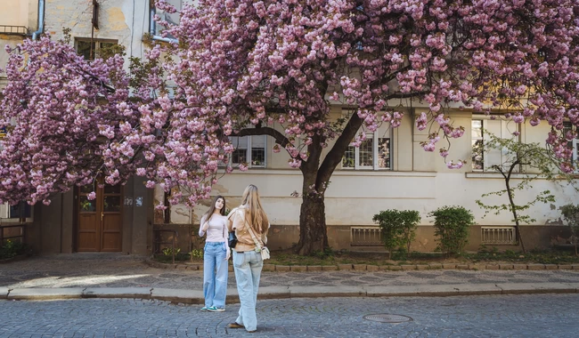Ужгород у рожевому цвіті - у місті пік цвітіння сакур