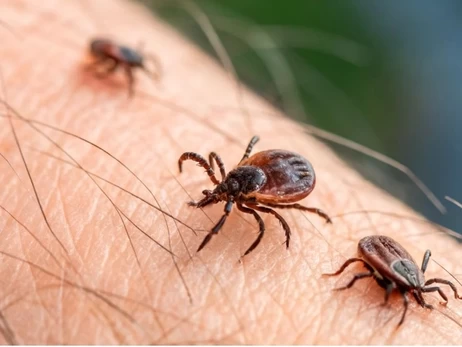 Кліщі активізувались: як захиститися, що робити після укусу і чи небезпечні африканські мутанти
