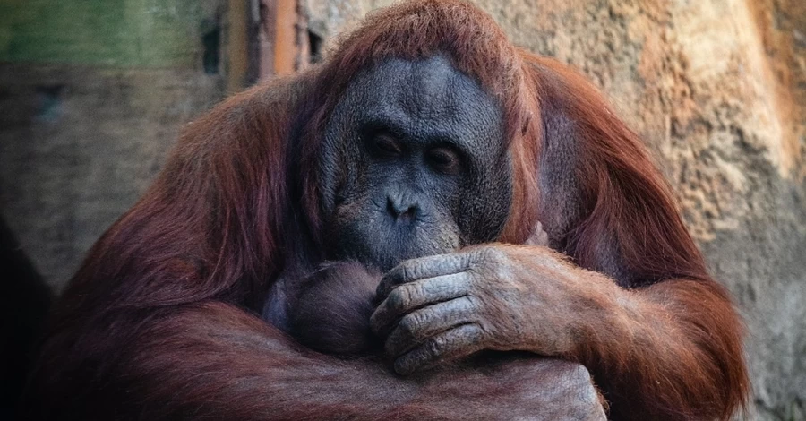 В Мадриде родился борнейский орангутан, находящийся под критической угрозой исчезновения