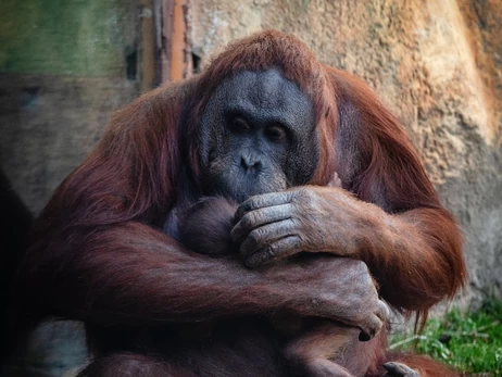 В Мадриде родился борнейский орангутан, находящийся под критической угрозой исчезновения