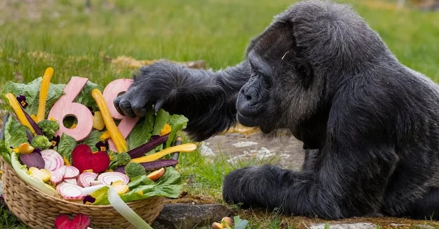 Самая старая горилла в мире отпраздновала 69-летие