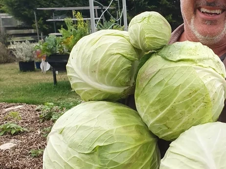 Ценовой бум: стоимость капусты в Украине за неделю выросла на четверть