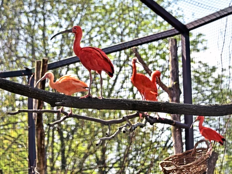 На літній майданчик КиївЗоо повернулися птахи водно-болотних угідь