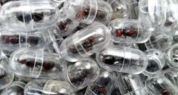 Нові тварини у топі контрабандистів: мурахи, морські коники та панголіни