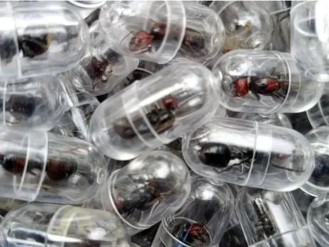 Нові тварини у топі контрабандистів: мурахи, морські коники та панголіни