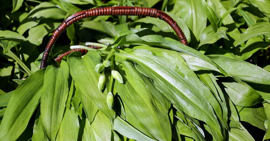 Ядовитая чемерица вместо черемши: какие съедобные травы легко перепутать с опасными