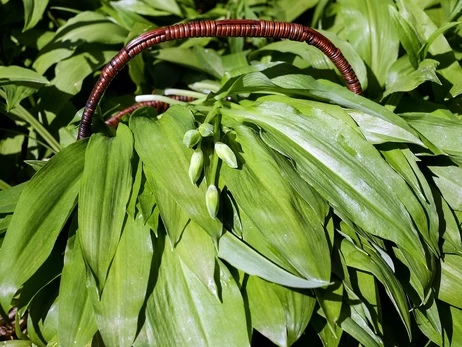 Отруйна чемериця замість черемші: які їстівні трави легко переплутати з небезпечними