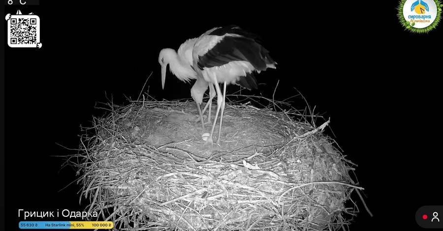 У гнізді лелек Одарки та Грицика з'явилося друге яйце