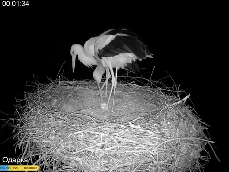 У гнізді лелек Одарки та Грицика з'явилося друге яйце