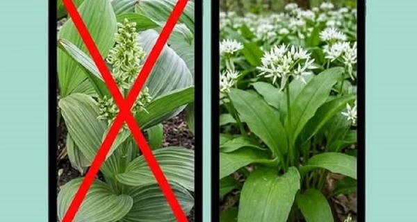 Медики розповіли подробиці отруєння львівського лікаря небезпечною зеленню