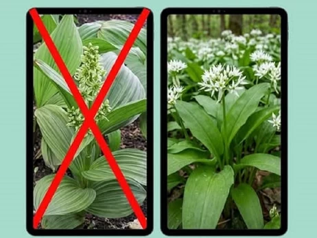 Медики розповіли подробиці отруєння львівського лікаря небезпечною зеленню