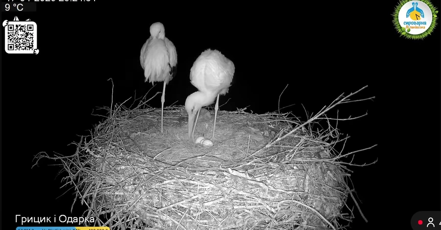 Лелека Одарка знесла третє яйце