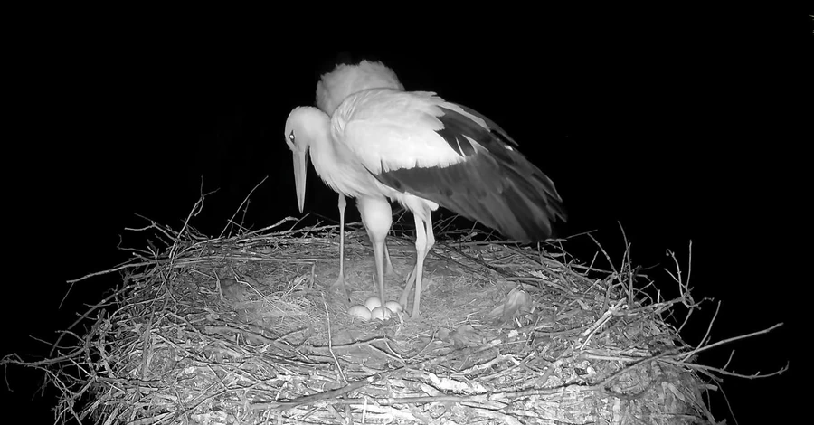 В гнезде аистов Одарки и Грицика появилось четвертое яйцо