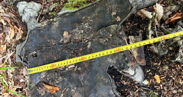 САП викрила рекордну вирубку лісу у Карпатах - за нею стоять чиновники