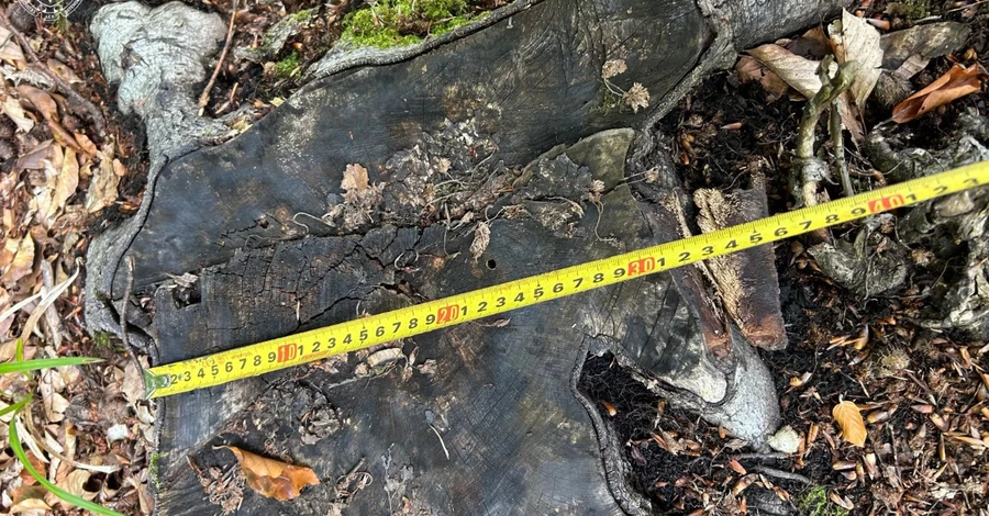 САП разоблачила рекордную вырубку леса в Карпатах – за ней стоят чиновники